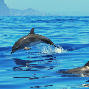 Blue ocean water with a pair of relaxed dolphins swimming